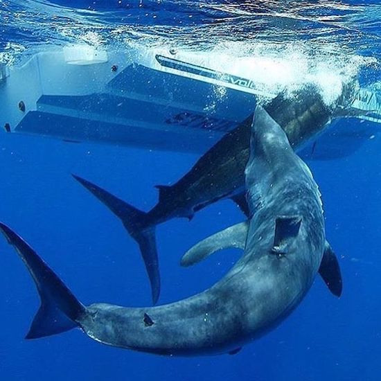 dgaf 22 The weekend is sight, now we just DGAF (43 Photos)