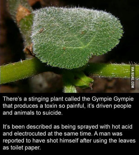 r/natureismetal - Gympie Gympie is the worst of the worst!